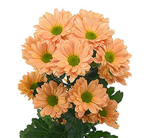 Picture of Chrysant. Spray Kantika Salmom