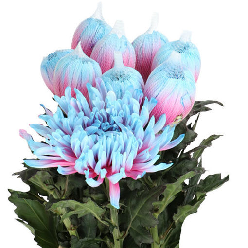 Picture of Chrysant. Disbud dyed Bubblegum