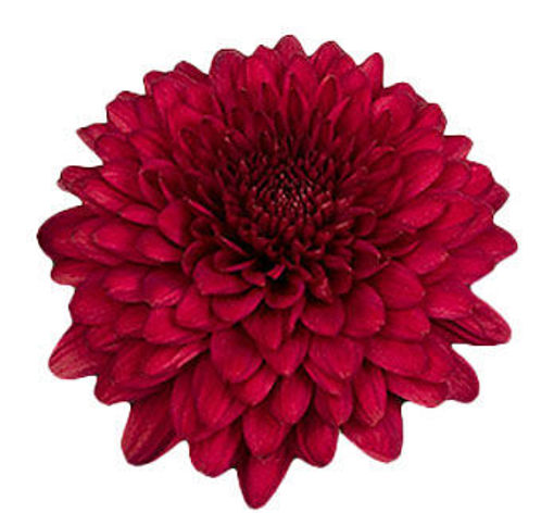 Picture of Chrysant. Disbud Monza