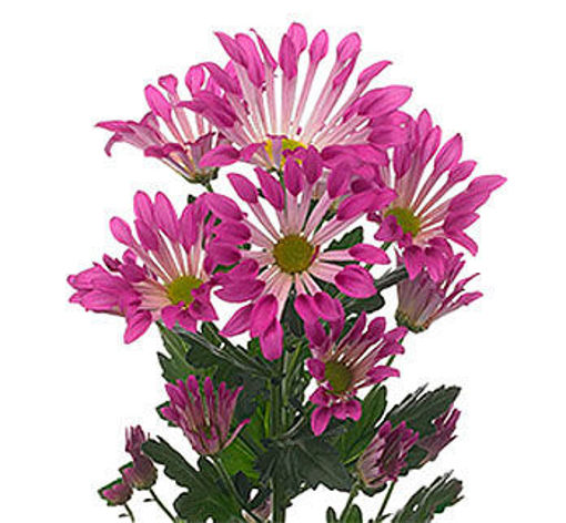 Picture of Chrysant. Spray Dance