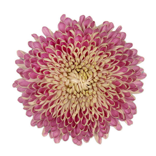 Picture of Chrysant. Disbud Couture