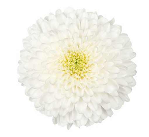 Picture of Chrysant. Disbud  Superbowl