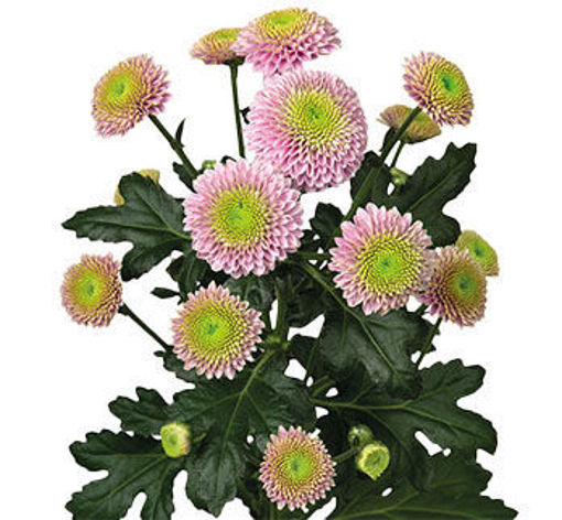 Picture of Chrysant. Santini Jeanny Pink