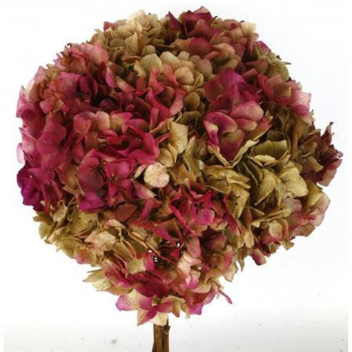 Picture of Preserved Hydrangea | Natural/Cerise