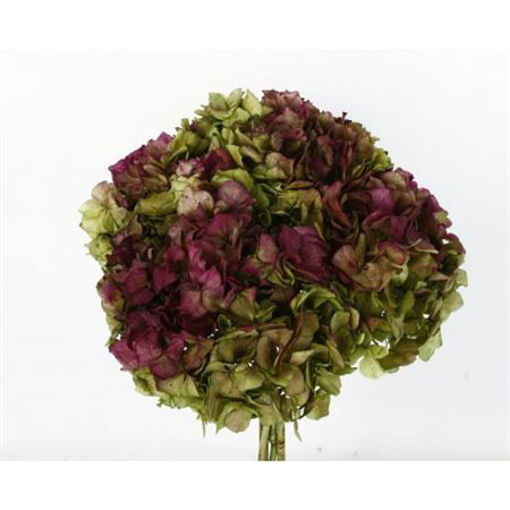 Picture of Preserved Hydrangea | Green/Dark Pink