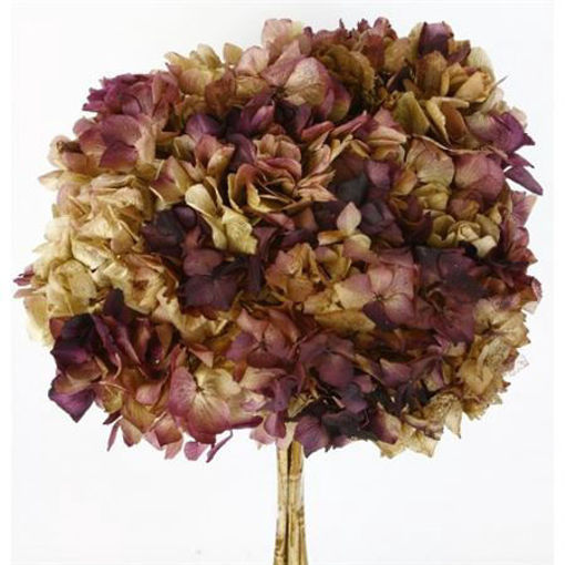 Picture of Preserved Hydrangea | Natural/Burgundy