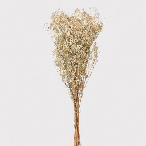 Picture of Preserved Gypsophila Bunch White