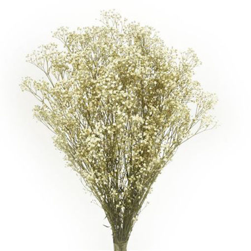 Picture of Preserved Gypsophilia Natural | 100g