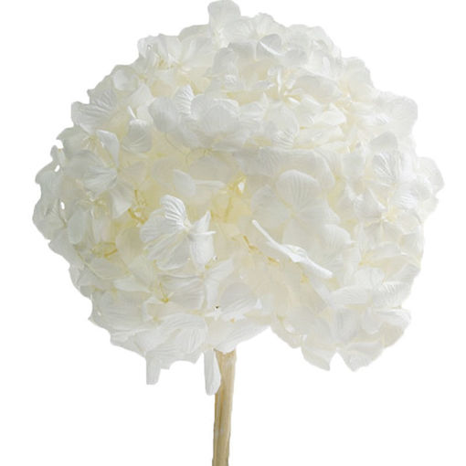 Picture of Preserved Hydrangea White | 35cm