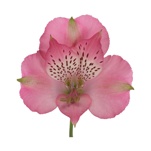 Picture of Alstroemeria Avianna