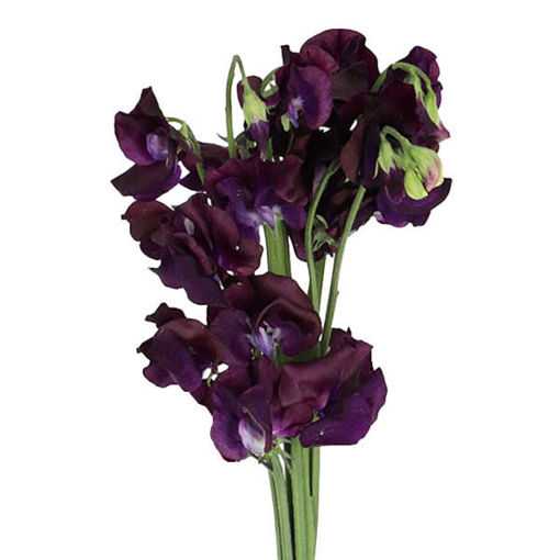 Picture of Lathyrus - Sweet Pea Purple