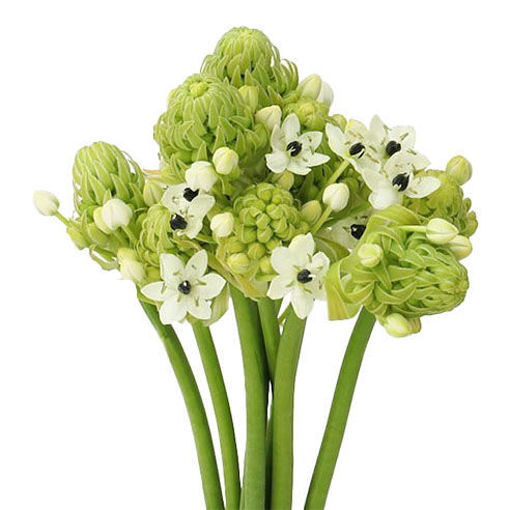 Picture of Ornithogalum Saundersiae