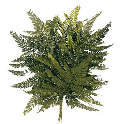 Picture of Preserved Leather Fern Green | 40cm