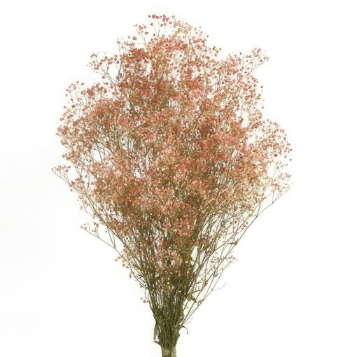 Picture of Preserved Gypsophila Pink | 150g