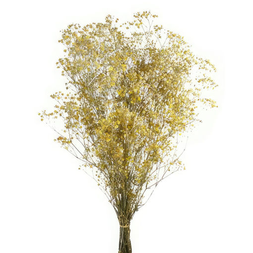 Picture of Preserved Gypsophila Yellow | 60cm