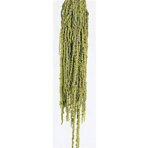 Picture of Preserved Amaranthus Trailing Light Green