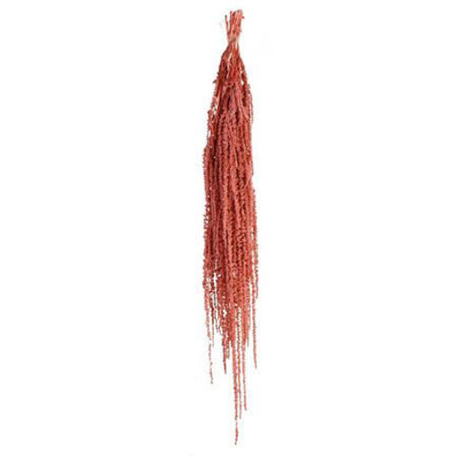 Picture of Preserved Amaranthus Beauty | 150g