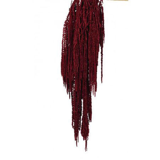 Picture of Preserved Amaranthus Burgundy | 150g