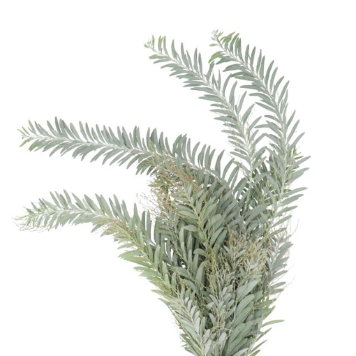 Picture of Acacia Argenta