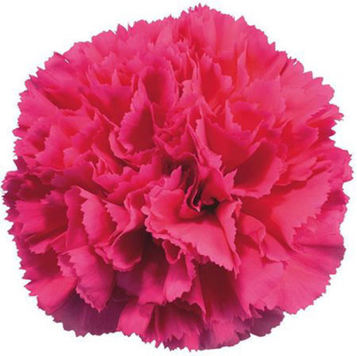 Picture of Carnation Cerise (Pink)