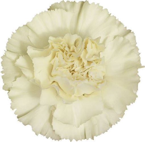 Picture of Carnation Cream