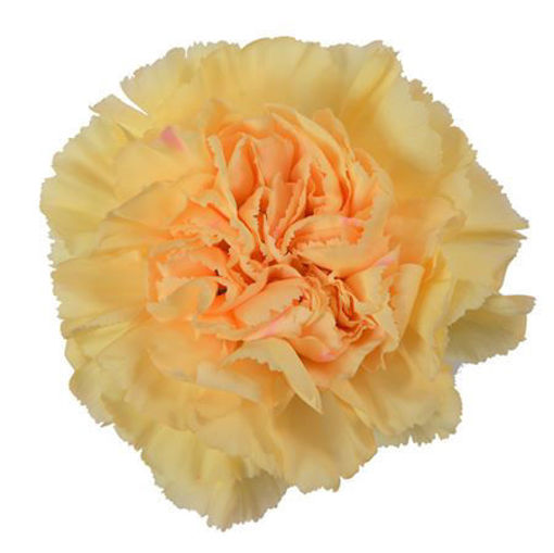 Picture of Carnation Gold