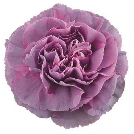 Picture of Carnation Hypnosis