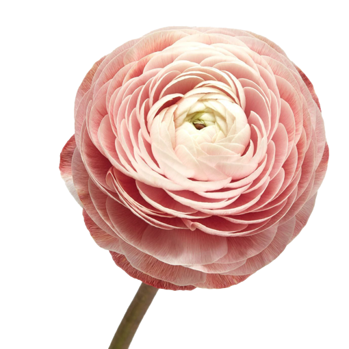 Picture of Ranunculus El Salmon