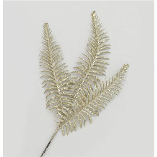 Picture of Glitter Boston Fern Champ | 60cm