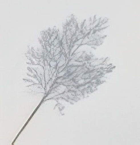 Picture of Glitter Leaf Spray | Silver | 66cm