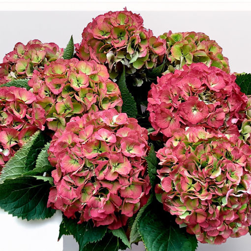 Picture of Hydrangea Elbtal Classic Green Red