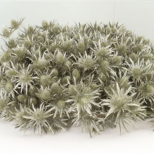 Picture of Eryngium Painted Platina