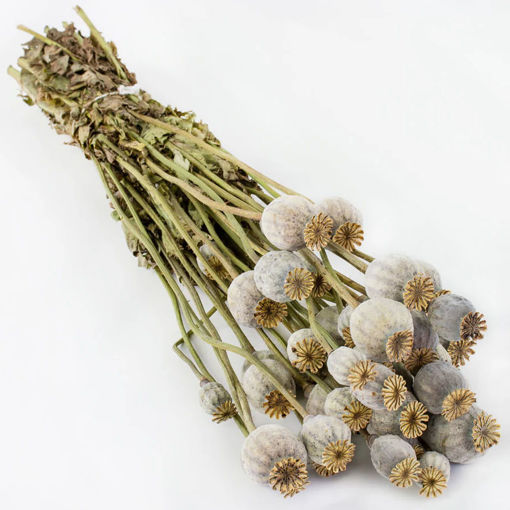 Picture of Dried Papaver Poppies