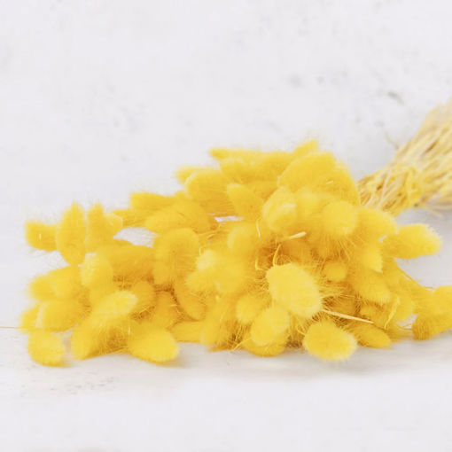 Picture of Dried Lagurus Yellow