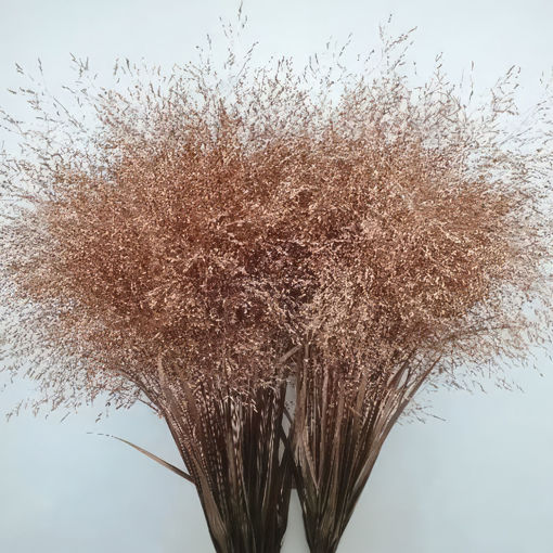 Picture of Panicum Painted Copper