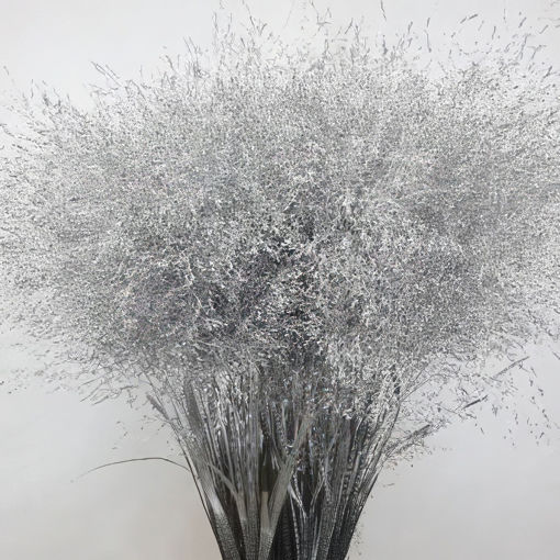 Picture of Panicum Painted Silver