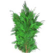 Picture of Conifer | Green