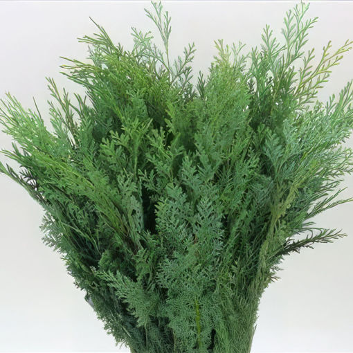 Picture of Conifer | Blue