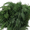 Picture of Conifer | Green