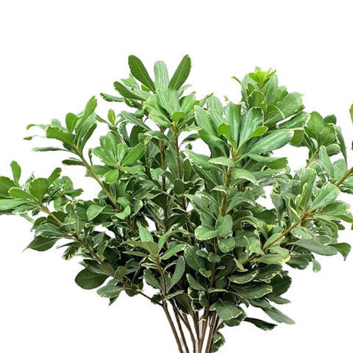 Picture of Pittosporum Ilan