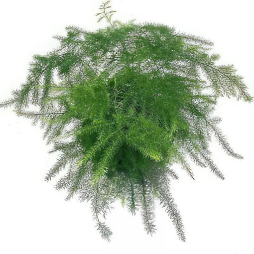 Picture of Asparagus Plumosa Extra Fern