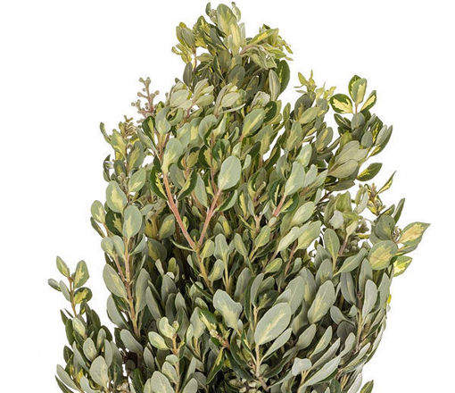 Picture of Pittosporum Ralphi