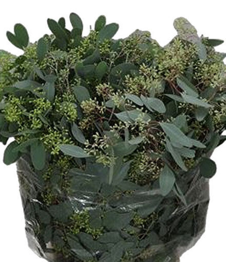 Picture of Eucalyptus Populus with Berries 300gm