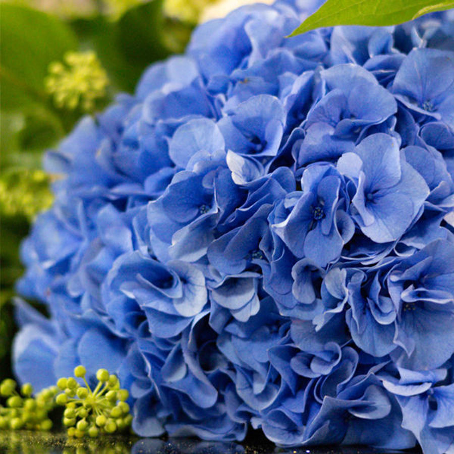 How to Extend the Life of Your Cut Flowers: FlowerSuppliers' Tips