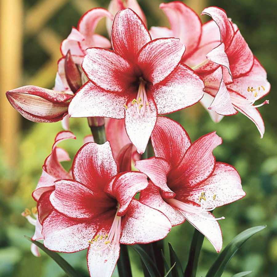 Design Tips: Amaryllis