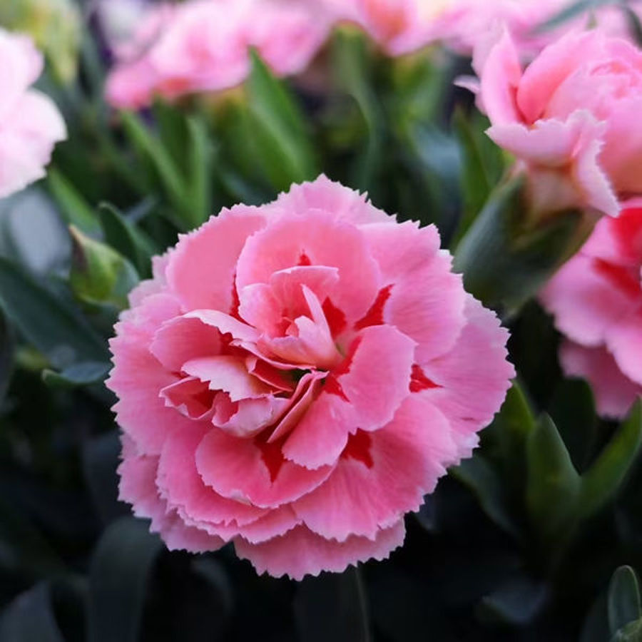 Design Tips: Carnations