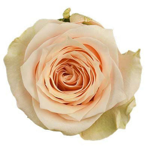 Picture of Rose Pretty Pillow