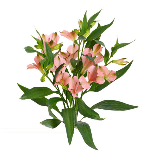 Picture of Alstroemeria Charmelia Apricot