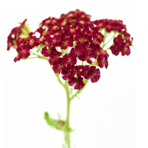 Picture of Achillea Millefolium 'Discodip Red'