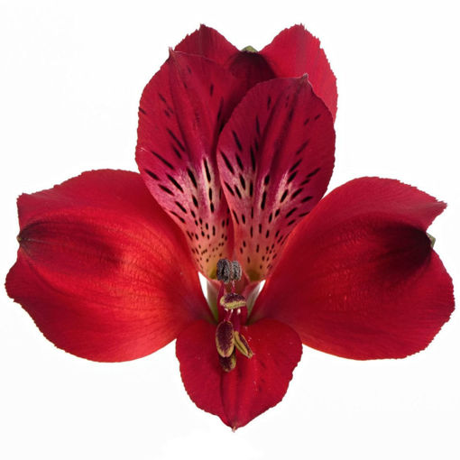 Picture of Alstroemeria Red Queen